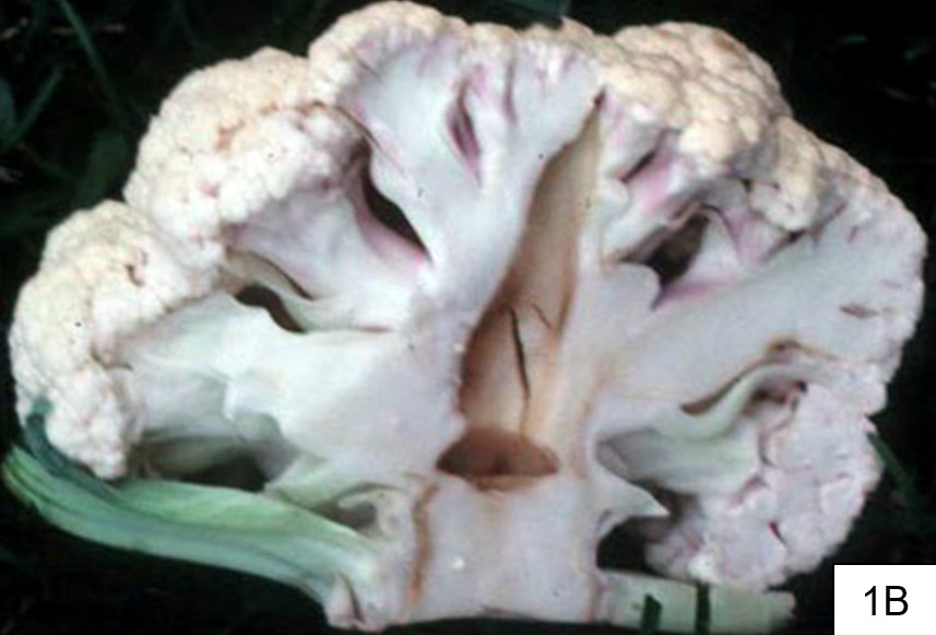 A discolored piece of cauliflower due to boron deficiency.